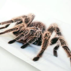 3D релефен стикер